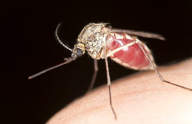 Sıtma (Malarya):Nedeni, belirtileri, tanısı, tedavisi ve korunma yolları