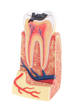 Diş ve diş eti hastalıkları: Nedenleri, Belirtileri, Tedavisi, Korunma Yolları